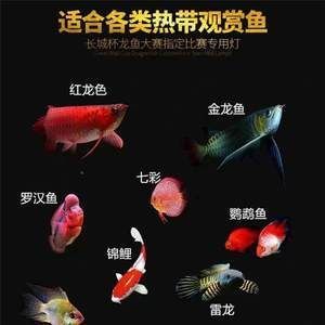 金龍魚缸燈的擺放位置：關于金龍魚缸燈的擺放位置