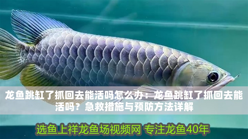 龍魚跳缸了抓回去能活嗎怎么辦：龍魚跳缸了抓回去能活嗎？急救措施與預防方法詳解