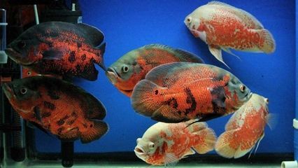 龍魚拉屎飄起來怎么辦：龍魚拉屎飄起來是怎么回事