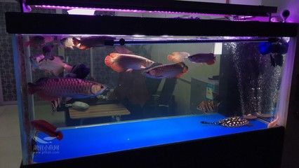 紅龍魚混養的顏色搭配：紅龍虎魚混養的顏色搭配