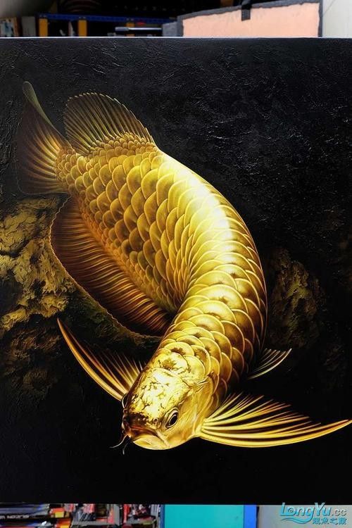 高清龍魚壁紙有哪些高清尺寸可選？ 高清龍魚壁紙有哪些高清尺寸可選？ 龍魚百科 第11張