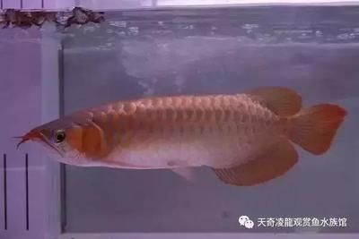 龍魚漁場排名第幾名：全球和中國部分知名龍魚漁場排名 龍魚漁場排名第幾名：全球和中國部分知名龍魚漁場排名 龍魚百科 第1張