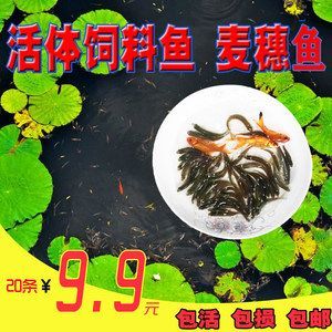 龍魚口糧魚：龍魚口糧魚喂食常見誤區(qū)龍魚喂食常見誤區(qū)