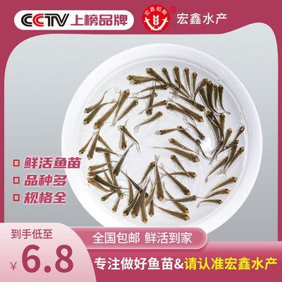龍魚口糧魚：龍魚口糧魚喂食常見誤區(qū)龍魚喂食常見誤區(qū)