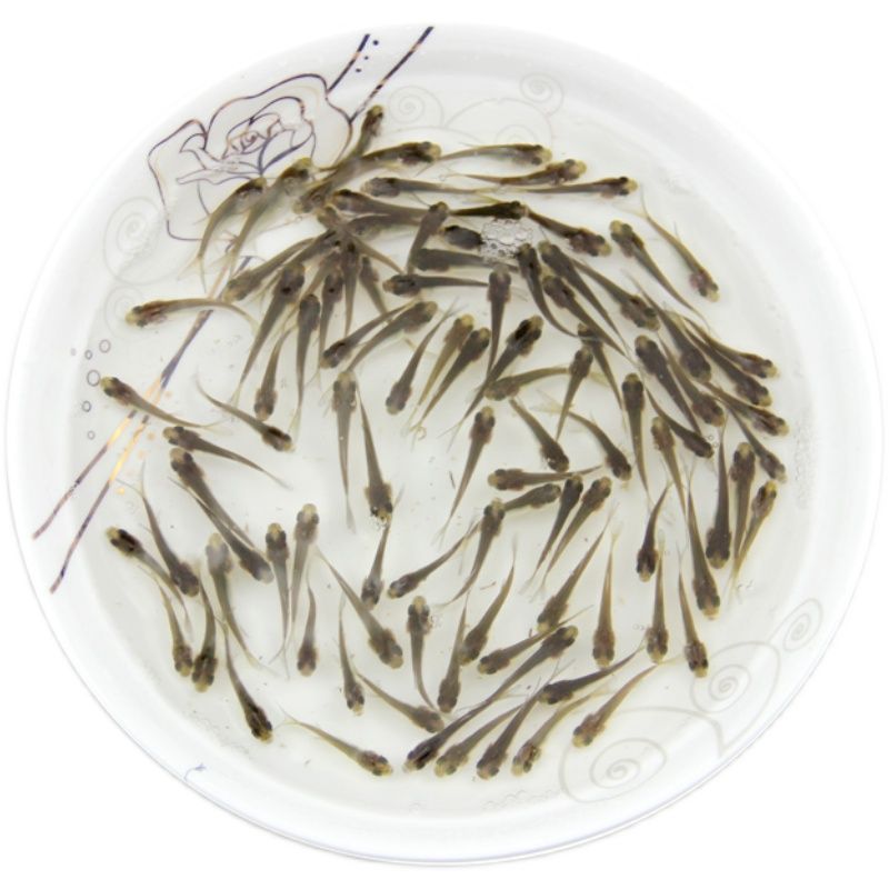 龍魚口糧魚：龍魚口糧魚喂食常見誤區(qū)龍魚喂食常見誤區(qū)