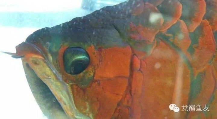 龍魚掉眼的原因：如何預防龍魚掉眼 龍魚掉眼的原因：如何預防龍魚掉眼 龍魚百科 第4張