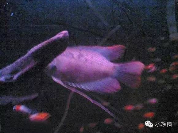 紅眼招財龍魚能長多大