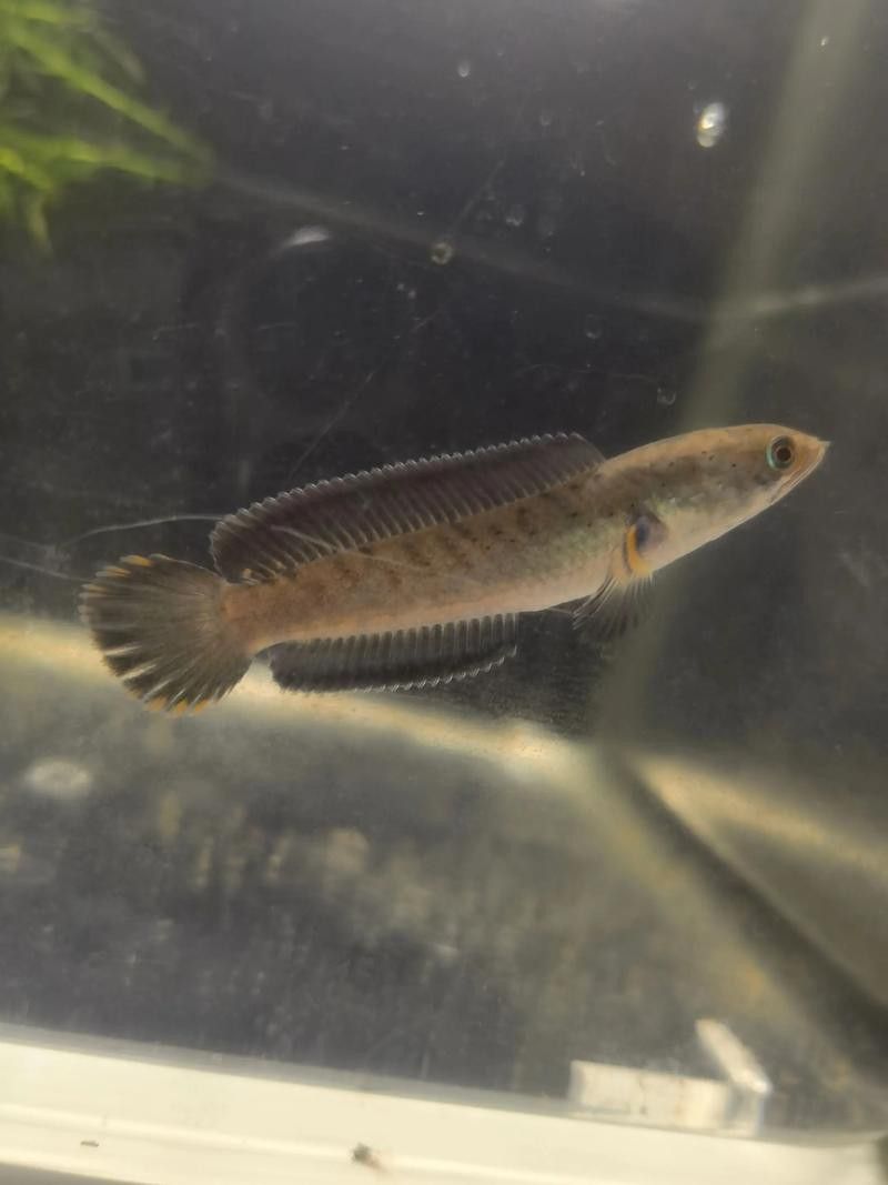 深圳哪里有賣雷龍魚