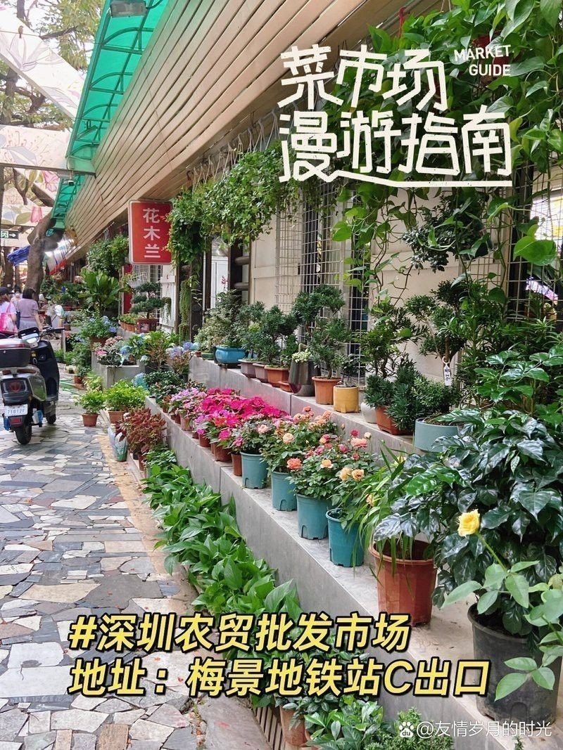 深圳哪里有賣雷龍魚