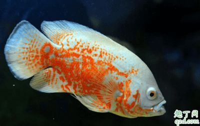 龍魚(yú)地圖魚(yú)打架嗎：地圖魚(yú)和龍魚(yú)可以混養(yǎng)嗎？