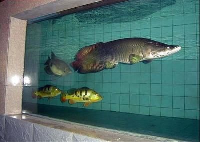龍魚(yú)地圖魚(yú)打架嗎：地圖魚(yú)和龍魚(yú)可以混養(yǎng)嗎？