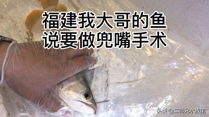 龍魚(yú)掉眼手術(shù)后多久可以恢復(fù)：龍魚(yú)掉眼手術(shù)后恢復(fù)時(shí)間 龍魚(yú)掉眼手術(shù)后多久可以恢復(fù)：龍魚(yú)掉眼手術(shù)后恢復(fù)時(shí)間 龍魚(yú)百科 第3張