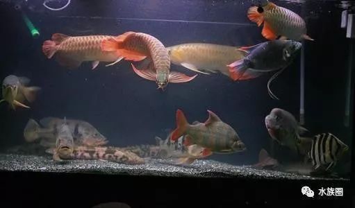 龍魚缸每小時循環幾次正常：龍魚缸每小時循環8-10次，水泵的作用是維持水的循環