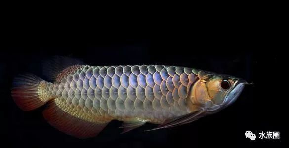 龍魚缸每小時循環幾次正常：龍魚缸每小時循環8-10次，水泵的作用是維持水的循環