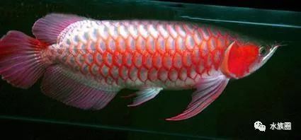 龍魚缸每小時循環幾次正常：龍魚缸每小時循環8-10次，水泵的作用是維持水的循環