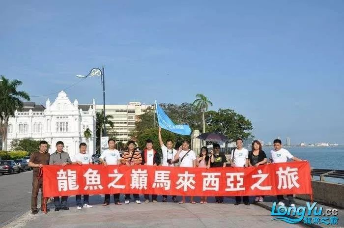 頂級龍魚批發商電話（深圳龍魚批發市場地址查詢深圳哪里有水族館龍魚苗）