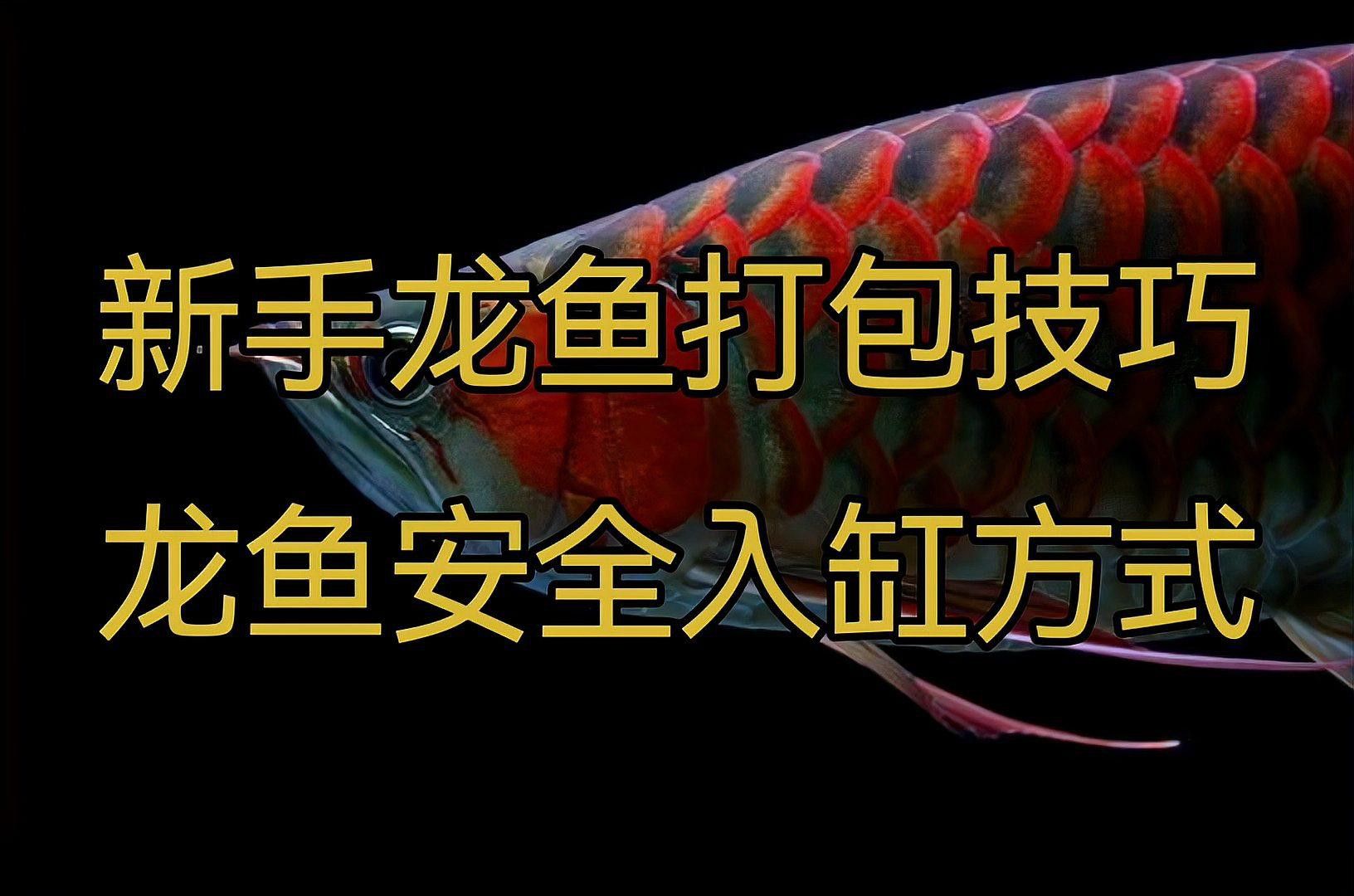 金龍魚打包視頻 金龍魚打包視頻 龍魚百科 第3張