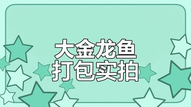 金龍魚打包視頻 金龍魚打包視頻 龍魚百科 第1張