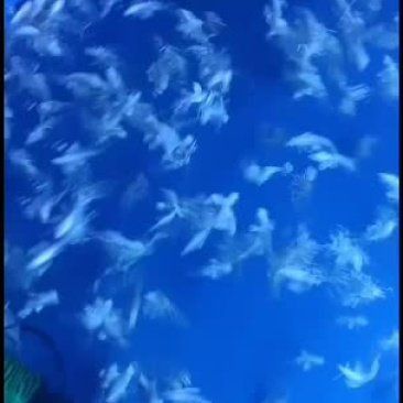 哪里可以買到正宗臺灣蝴蝶鯉 龍魚百科 第2張 哪里可以買到正宗臺灣蝴蝶鯉 哪里可以買到正宗臺灣蝴蝶鯉 龍魚百科 第2張
