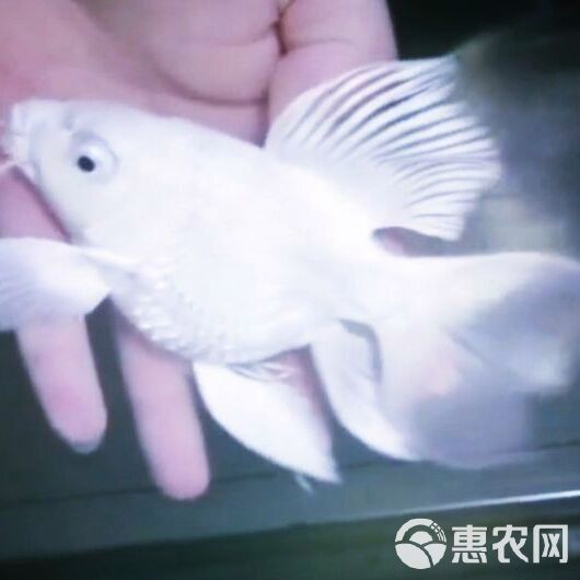 哪里可以買到正宗臺灣蝴蝶鯉 龍魚百科 第3張 哪里可以買到正宗臺灣蝴蝶鯉 哪里可以買到正宗臺灣蝴蝶鯉 龍魚百科 第3張
