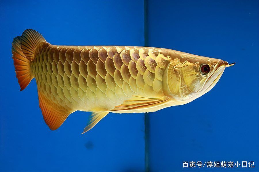 中國龍魚最建議買的三個品種