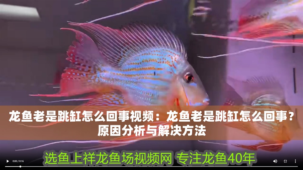 龍魚老是跳缸怎么回事視頻:龍魚老是跳缸怎么回事?原因分析與解決方法 龍魚百科 第1張 龍魚老是跳缸怎么回事視頻:龍魚老是跳缸怎么回事?原因分析與解決方法 龍魚老是跳缸怎么回事視頻:龍魚老是跳缸怎么回事?原因分析與解決方法 龍魚百科 第1張