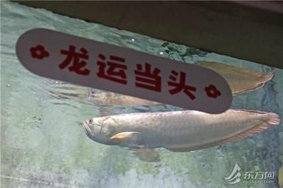 養一條銀龍魚代表什么生肖呢：養一條銀龍魚代表什么生肖