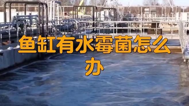 魚缸水霉病多久會好