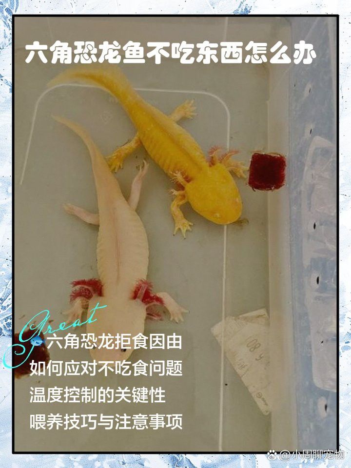 六角恐龍不吃沉底食物怎么辦？