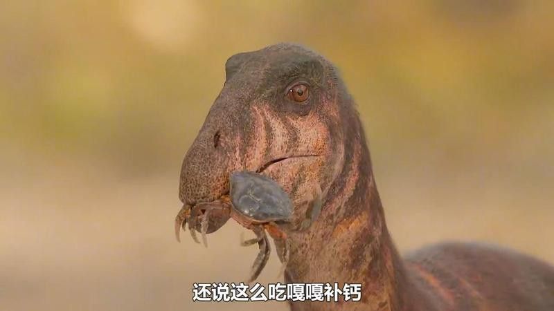 六角恐龍不吃沉底食物怎么辦？