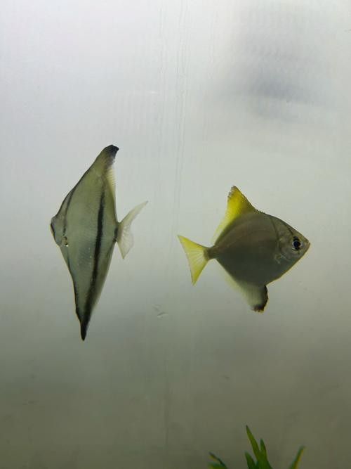 黃鰭鯧和龍魚混養注意事項圖片視頻