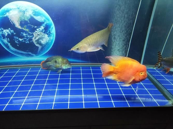 黃鰭鯧和龍魚混養注意事項圖片視頻