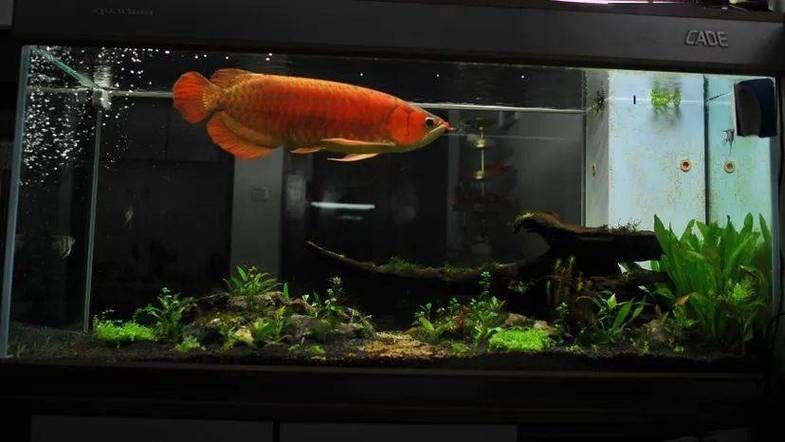 黃鰭鯧和龍魚混養注意事項圖片視頻