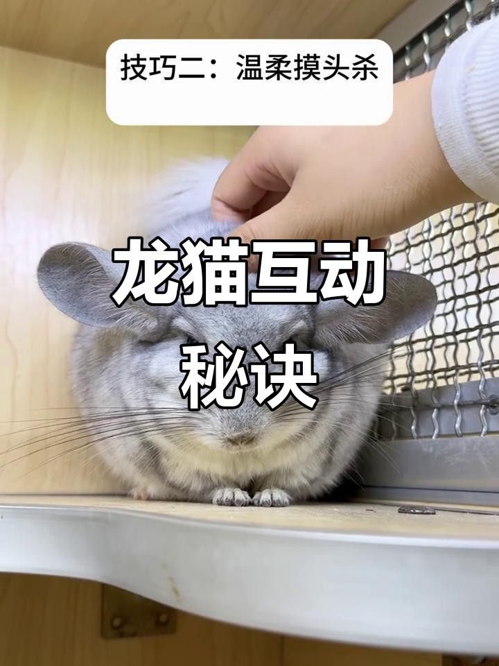 有哪些食物可以誘導(dǎo)龍貓？