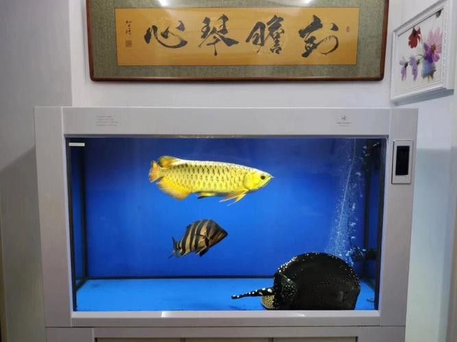金龍魚的燈放在什么位置好看