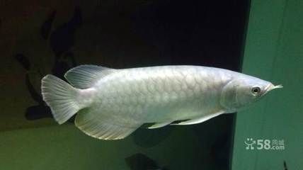 血紅龍魚多少錢一只（血紅龍魚的價格）