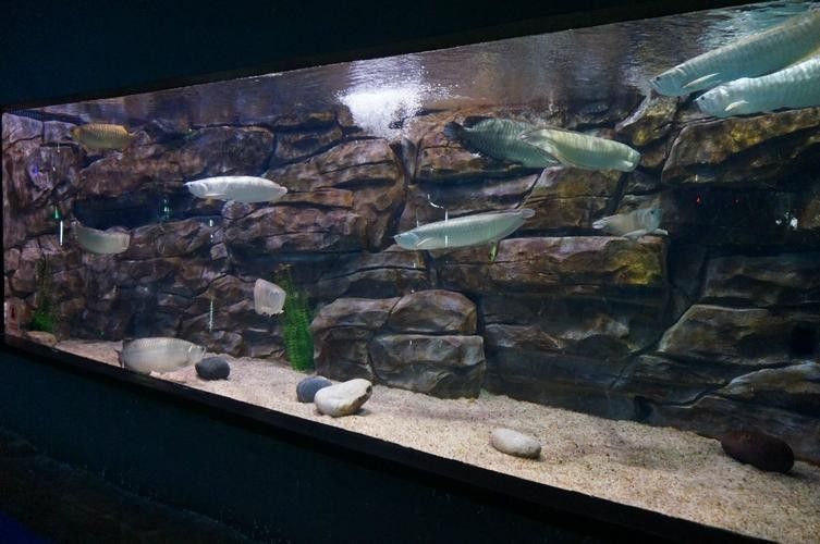 銀龍魚沉在缸底不會動怎么辦