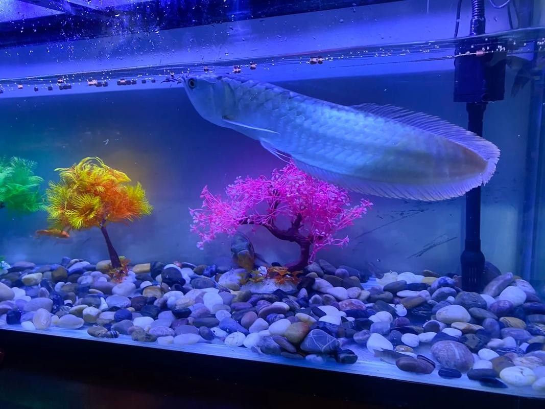 銀龍魚沉在缸底不會動怎么辦