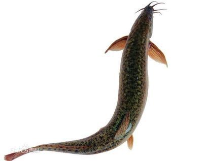 龍魚吃什么都吐出來的原因（為什么龍魚吃什么都吐出來？）