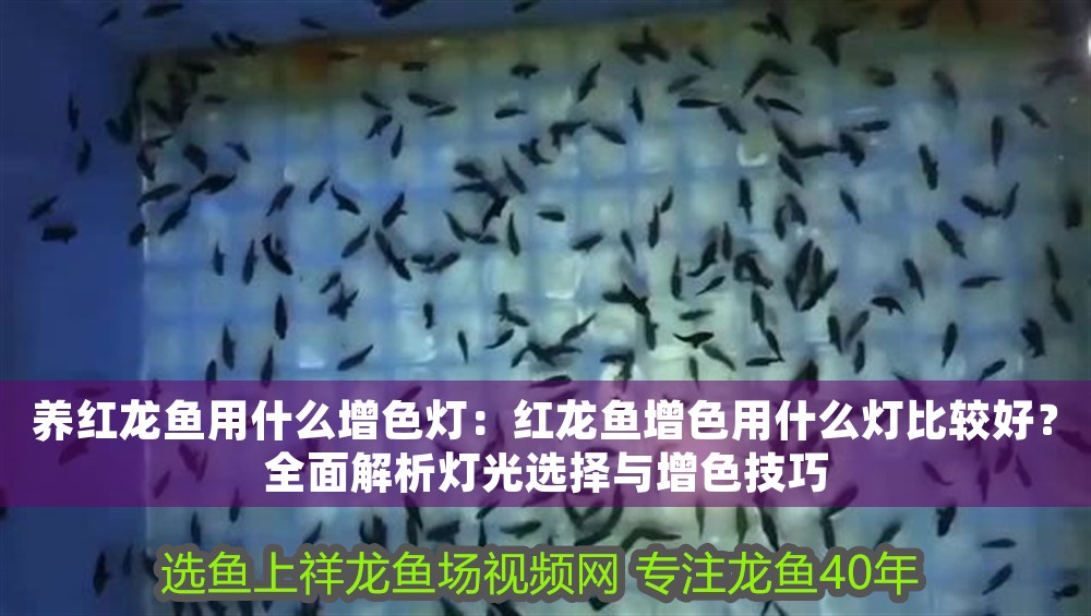 養紅龍魚用什么增色燈：紅龍魚增色用什么燈比較好？全面解析燈光選擇與增色技巧