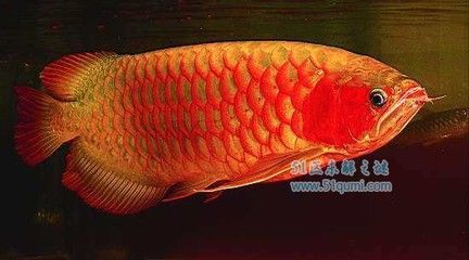 世界最貴的龍魚排行榜：血紅龍魚賣到兩億日元，黃金狐價格高達10000美元：世界上最貴的龍魚品種排行榜