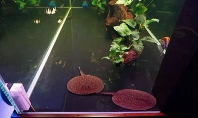 龍魚缸的ph在多少正常范圍：龍魚缸的ph值應(yīng)該保持6.5到7.5到7.5之間