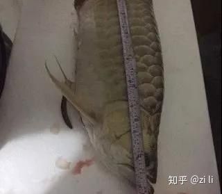龍魚肚子一側明顯鼓起是怎么了？：龍魚肚子一側明顯鼓起是怎么了龍魚肚子一側明顯鼓起是怎么了