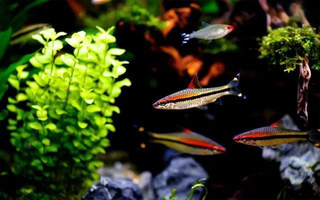 龍魚混養(yǎng)需要多大的功率加熱棒？ 龍魚混養(yǎng)需要多大的功率加熱棒？ 龍魚百科 第1張
