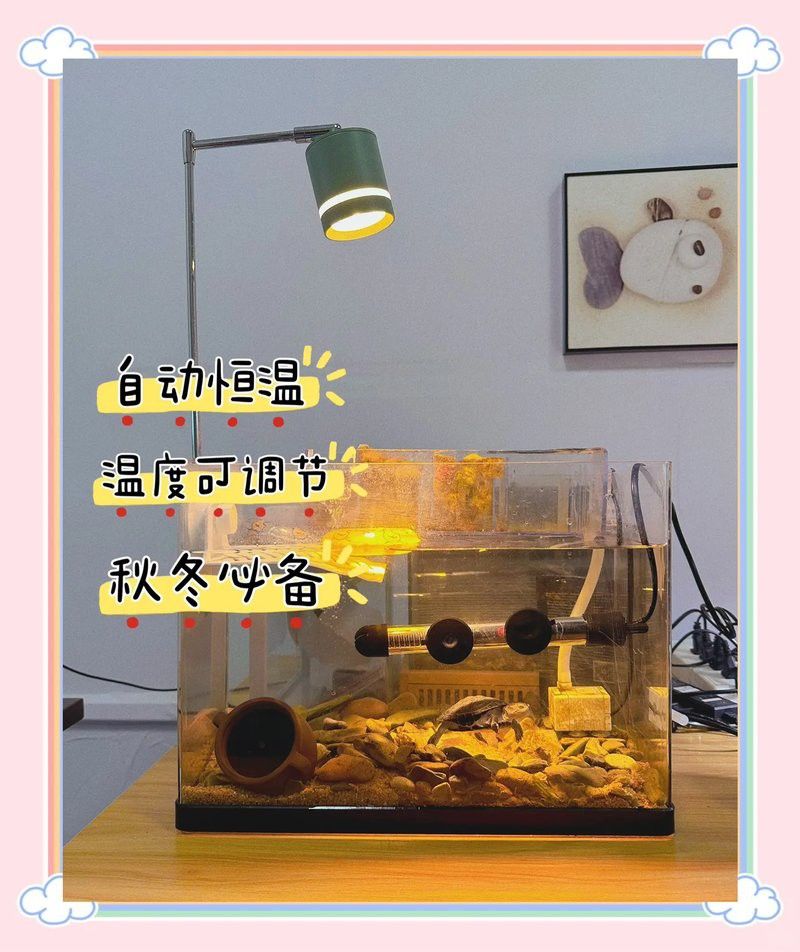 龍魚混養(yǎng)需要多大的功率加熱棒？ 龍魚混養(yǎng)需要多大的功率加熱棒？ 龍魚百科 第5張