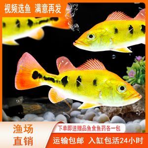 紅老虎魚配銀龍魚好嗎(紅老虎魚與銀龍魚混養的注意事項) 龍魚百科 第3張 紅老虎魚配銀龍魚好嗎(紅老虎魚與銀龍魚混養的注意事項) 紅老虎魚配銀龍魚好嗎(紅老虎魚與銀龍魚混養的注意事項) 龍魚百科 第3張