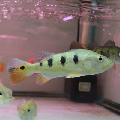 紅老虎魚配銀龍魚好嗎(紅老虎魚與銀龍魚混養的注意事項) 龍魚百科 第1張 紅老虎魚配銀龍魚好嗎(紅老虎魚與銀龍魚混養的注意事項) 紅老虎魚配銀龍魚好嗎(紅老虎魚與銀龍魚混養的注意事項) 龍魚百科 第1張