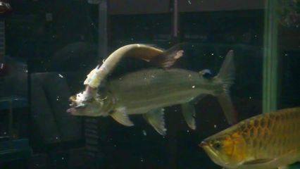 紅老虎魚配銀龍魚好嗎(紅老虎魚與銀龍魚混養的注意事項) 龍魚百科 第2張 紅老虎魚配銀龍魚好嗎(紅老虎魚與銀龍魚混養的注意事項) 紅老虎魚配銀龍魚好嗎(紅老虎魚與銀龍魚混養的注意事項) 龍魚百科 第2張