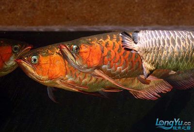 紅龍與金龍魚混養（紅龍魚和金龍魚可以混養嗎）