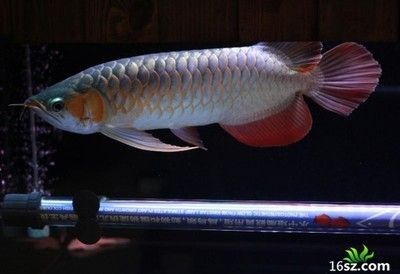 銀龍魚飼養放鹽比例表圖 銀龍魚飼養放鹽比例表圖 龍魚百科 第1張